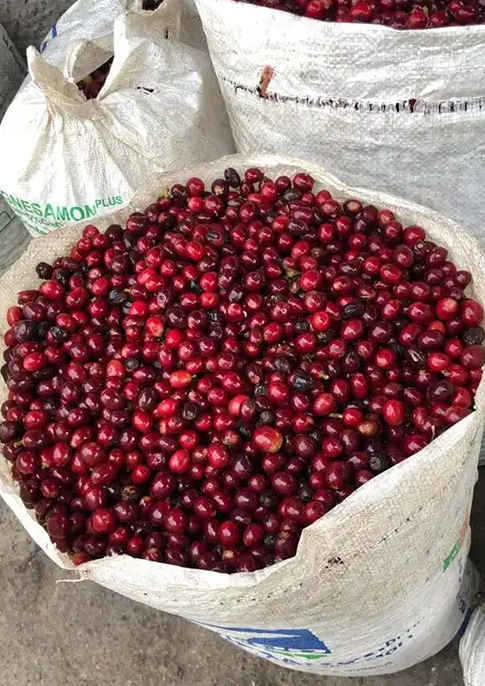 قهوه تک‌منشأ