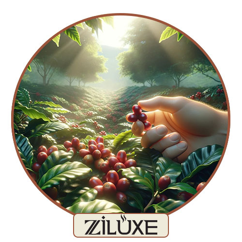 قهوه عربیکا چیست؟