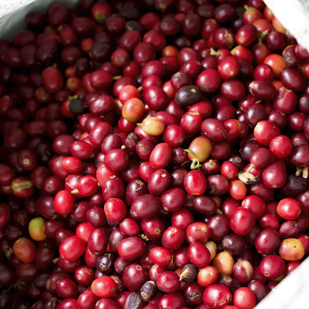 تفاوت قهوه‌های تک‌منشأ و ترکیبی و نقش اسپرسوسازهای تمام اتوماتیک